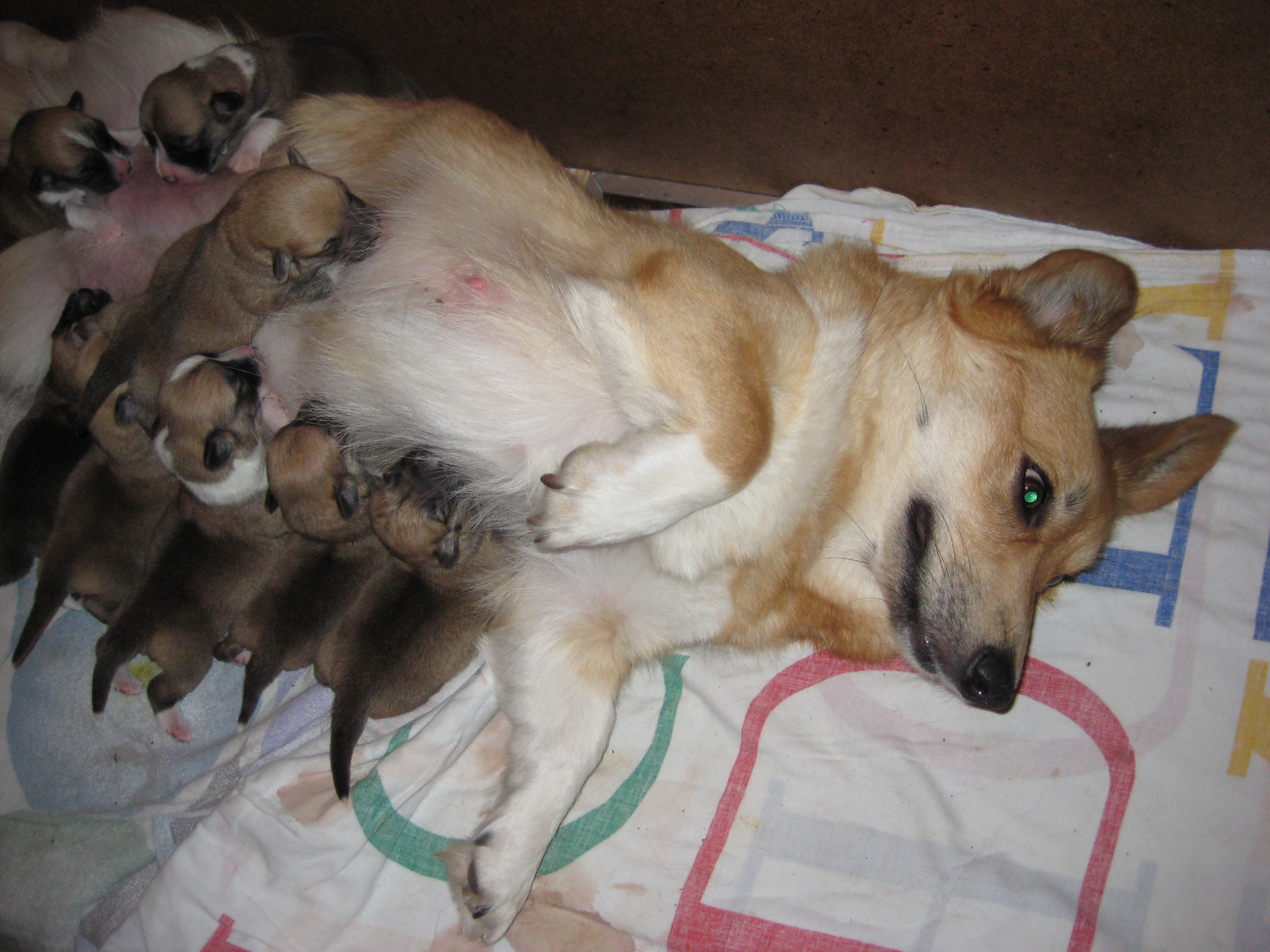 Pups